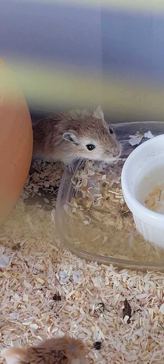 Dupla Gerbil - Foto 4