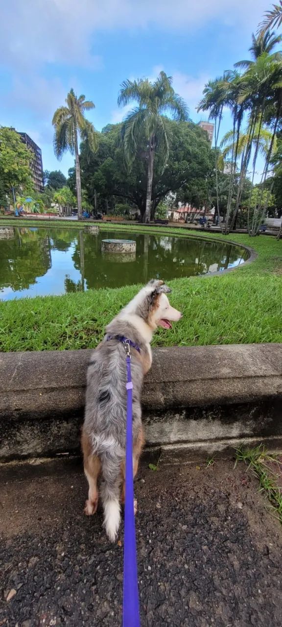 Cachorro - Foto 3