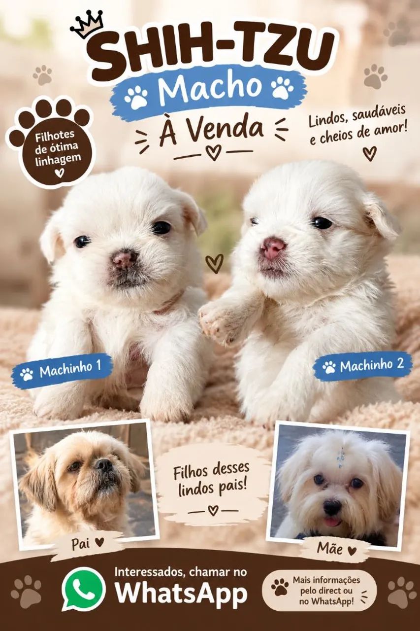 Vende-se filhote de Shitzu 