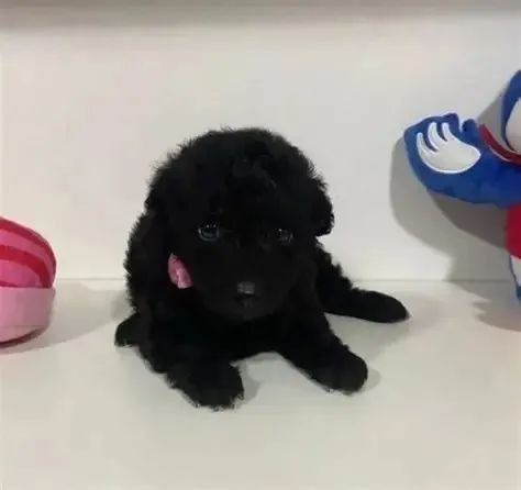 LINDOS E PELUDOS POOOLE 
