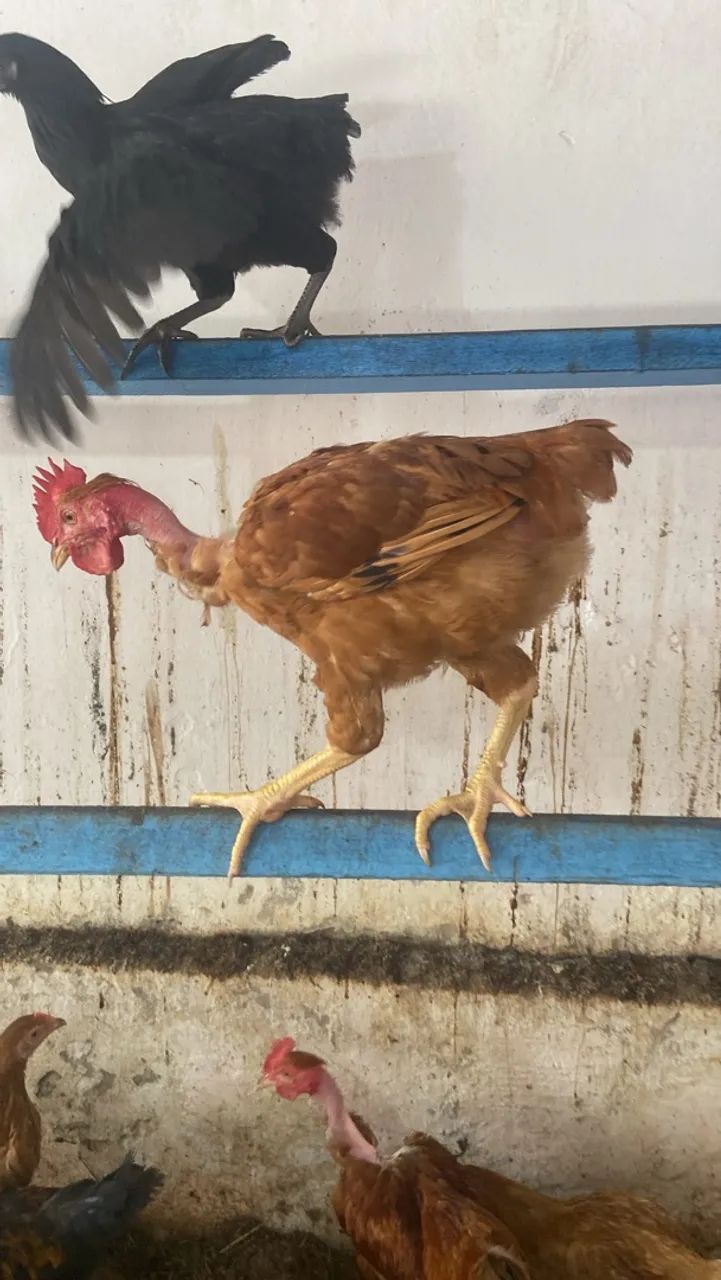 Galo e galinhas  - Foto 2
