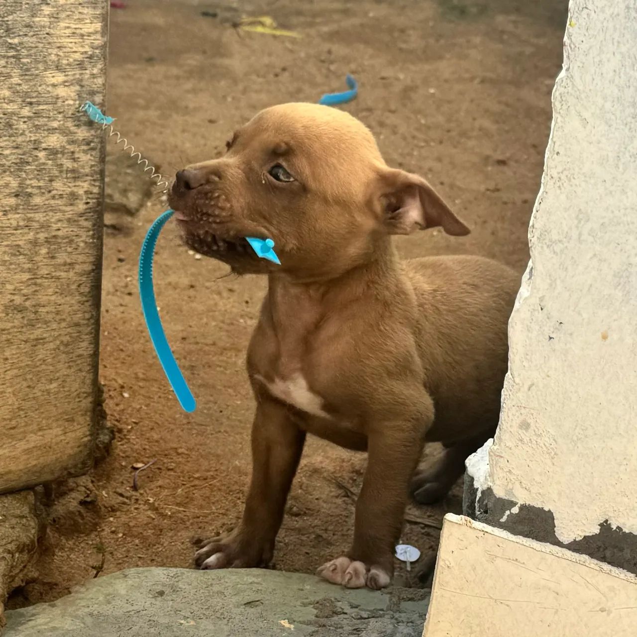 Filhotes de Pitbull  - Foto 2