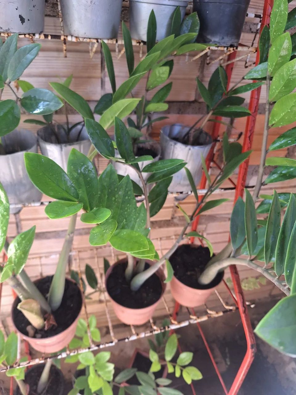 Muda de zamioculcas  - Foto 4
