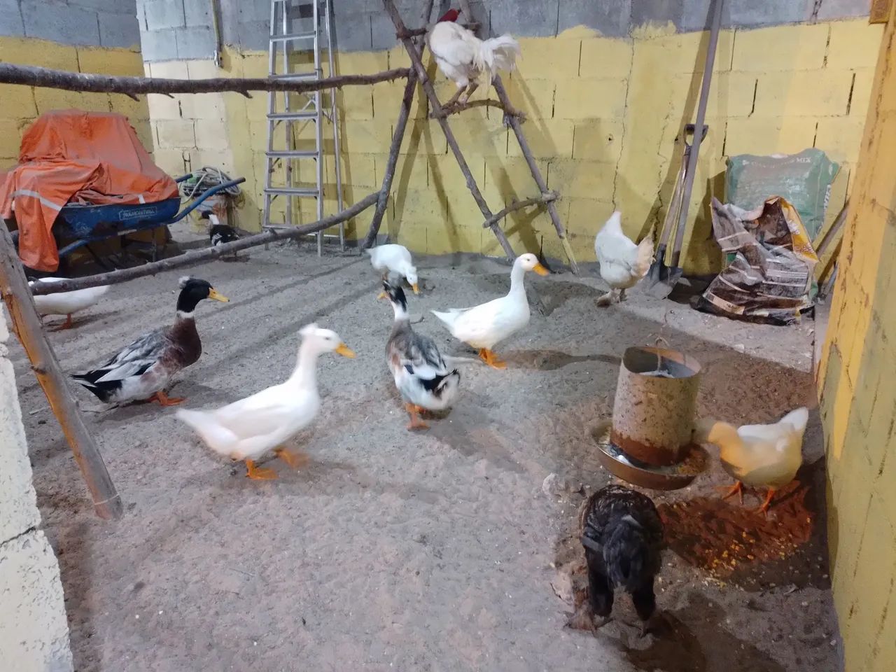 Marreco Macho Rowem de  Pom Pom Gigante no precinho só neste mês do consumidor - Foto 6