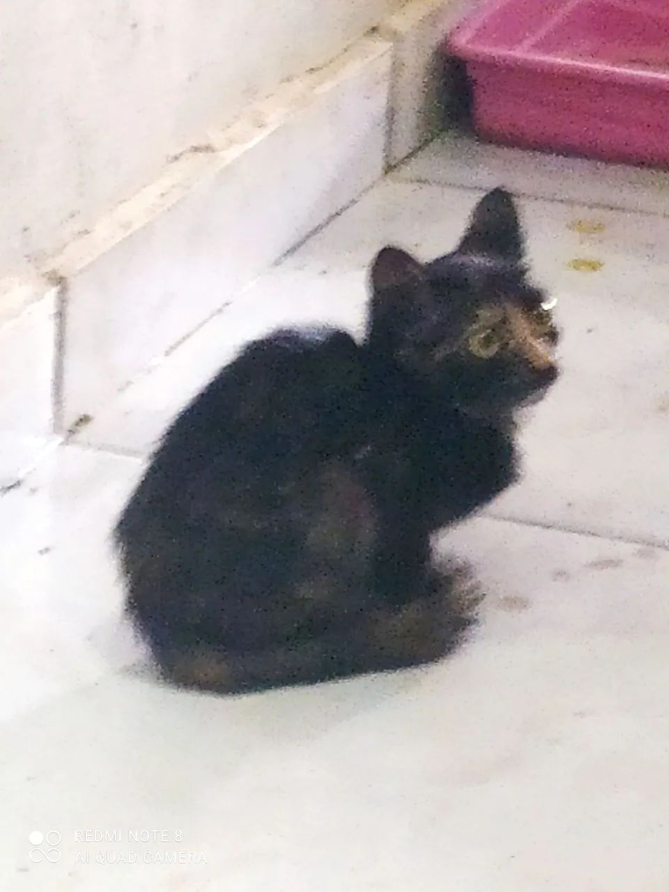 Gatos para doação, desde filhotes a adultos - Foto 6