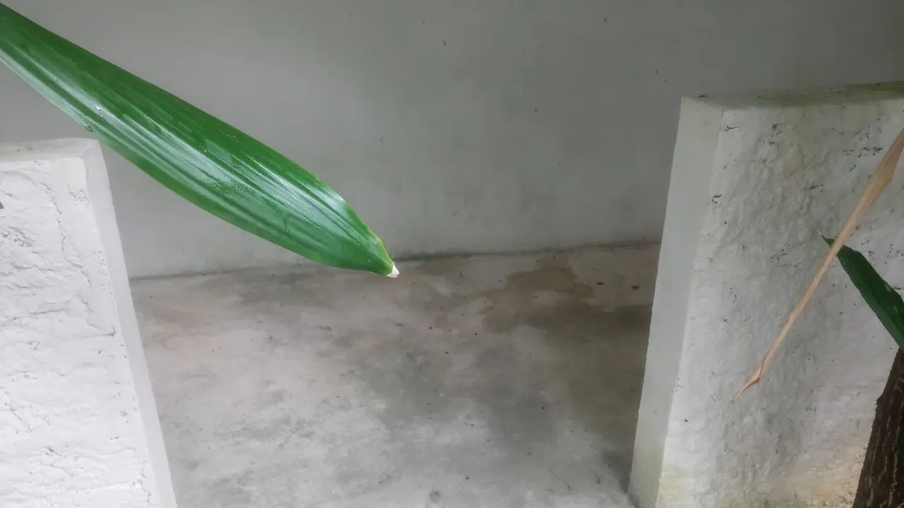 Vendo Terreiro de Candomblé!  - Foto 2