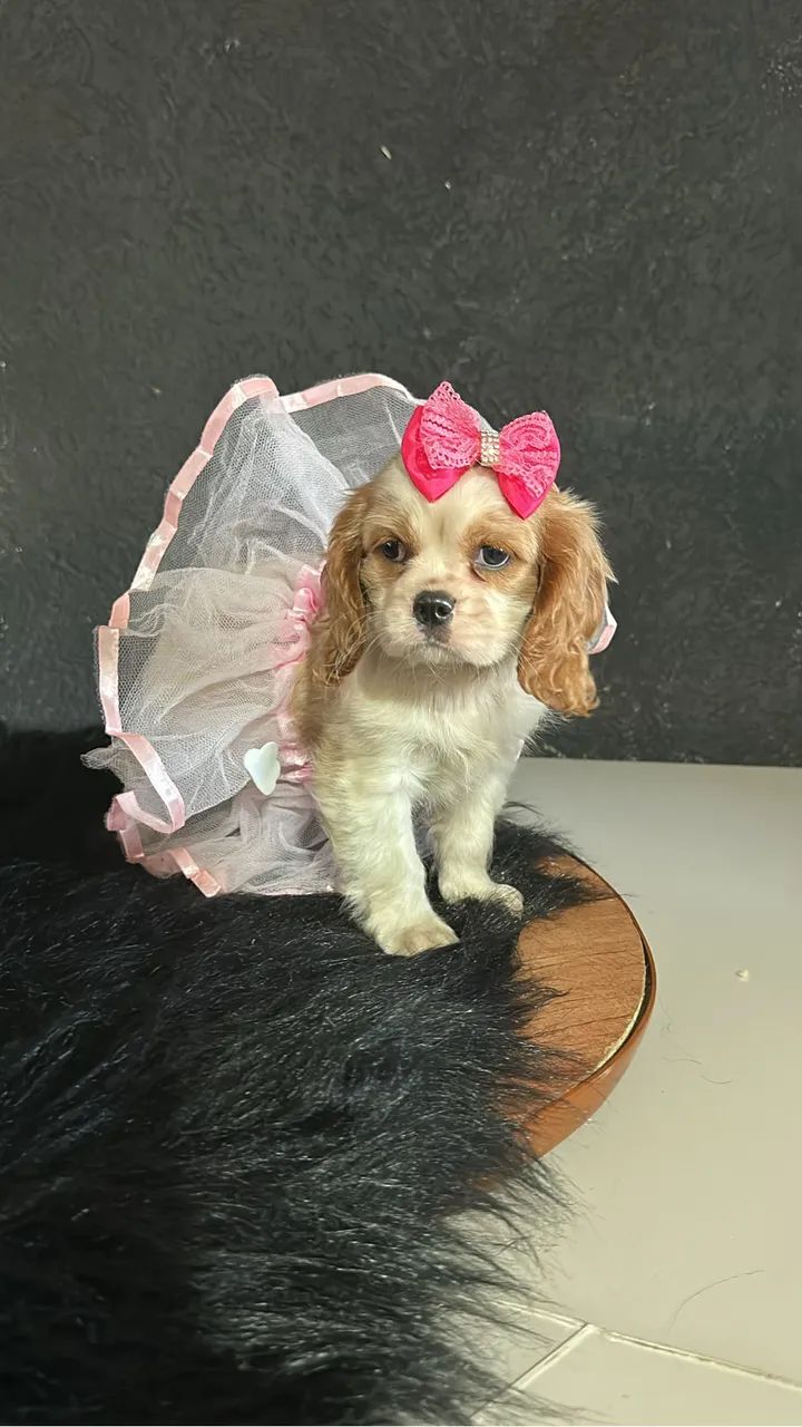 Cavalier king - Foto 3