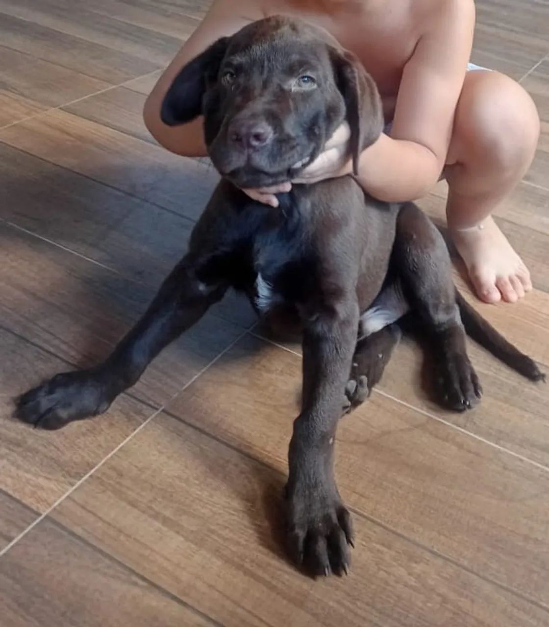 Labrador Chocolate  - Foto 4