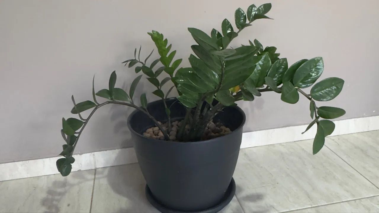 Planta Natural - Foto 4