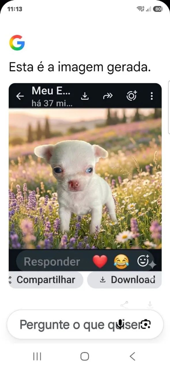 Pet chuiauau - Foto 3