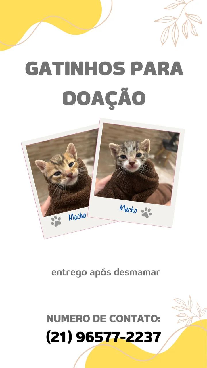 GATINHOS PARA DOÇÃO!!!