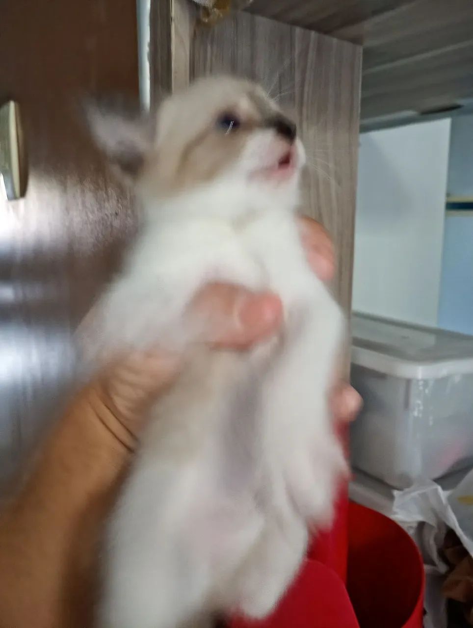Adoção de animais. - Foto 3