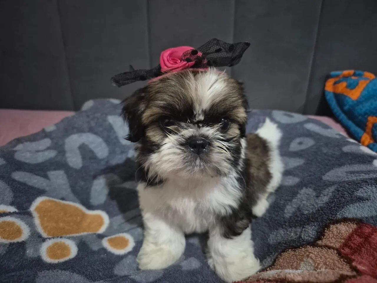 ? Filhotes de Shih Tzu Micro Disponíveis! - Foto 6