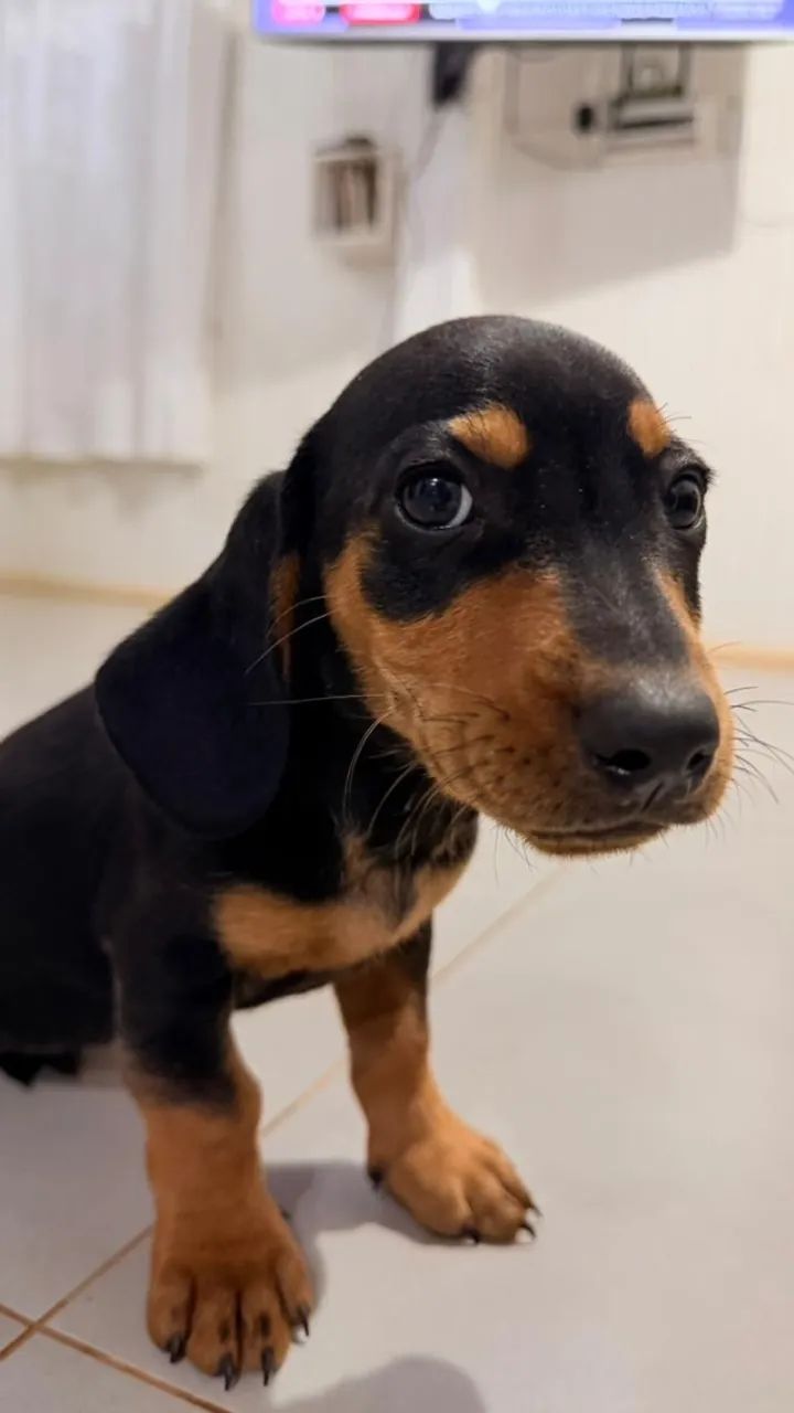 Cachorro  - Foto 3