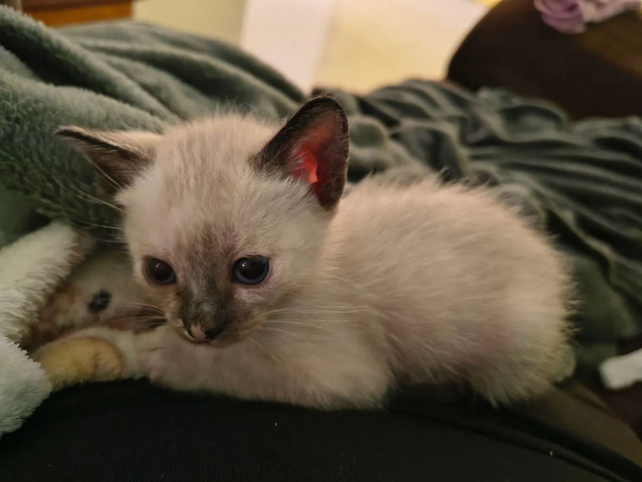 Gato filhote - Foto 2