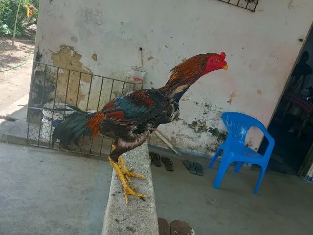 Vendo Galos e galinhas e frango de raça 