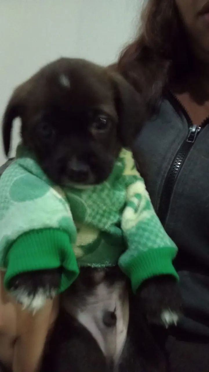 Cachorro pra doação porte médio  - Foto 2