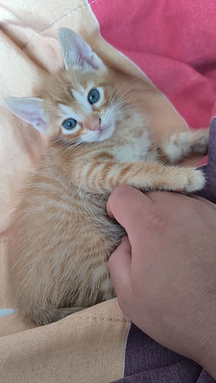 Gatinho filhote laranja - Foto 4