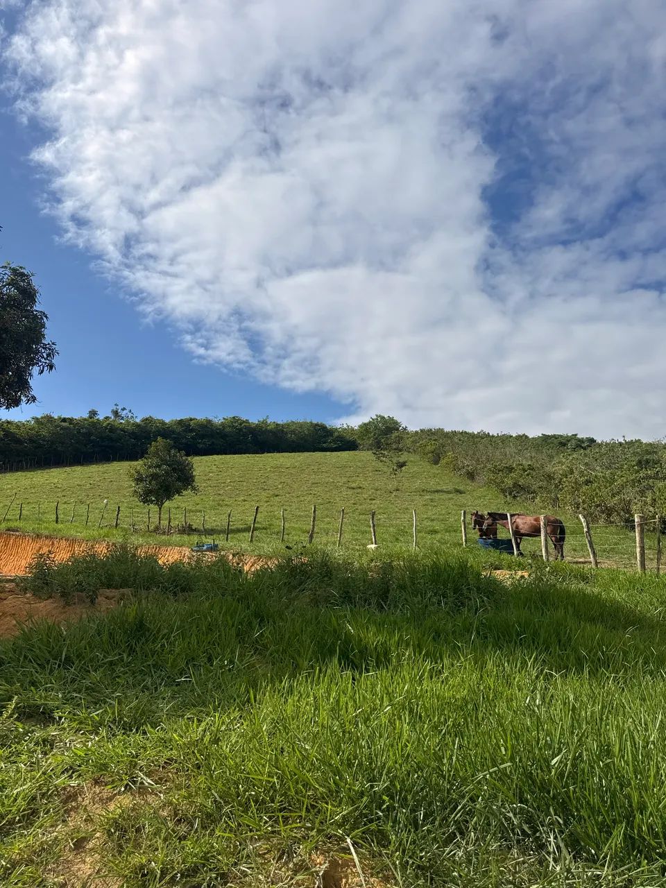 Vendo Chácara em Flexeiras com casa sede 4 hectares  - Foto 3
