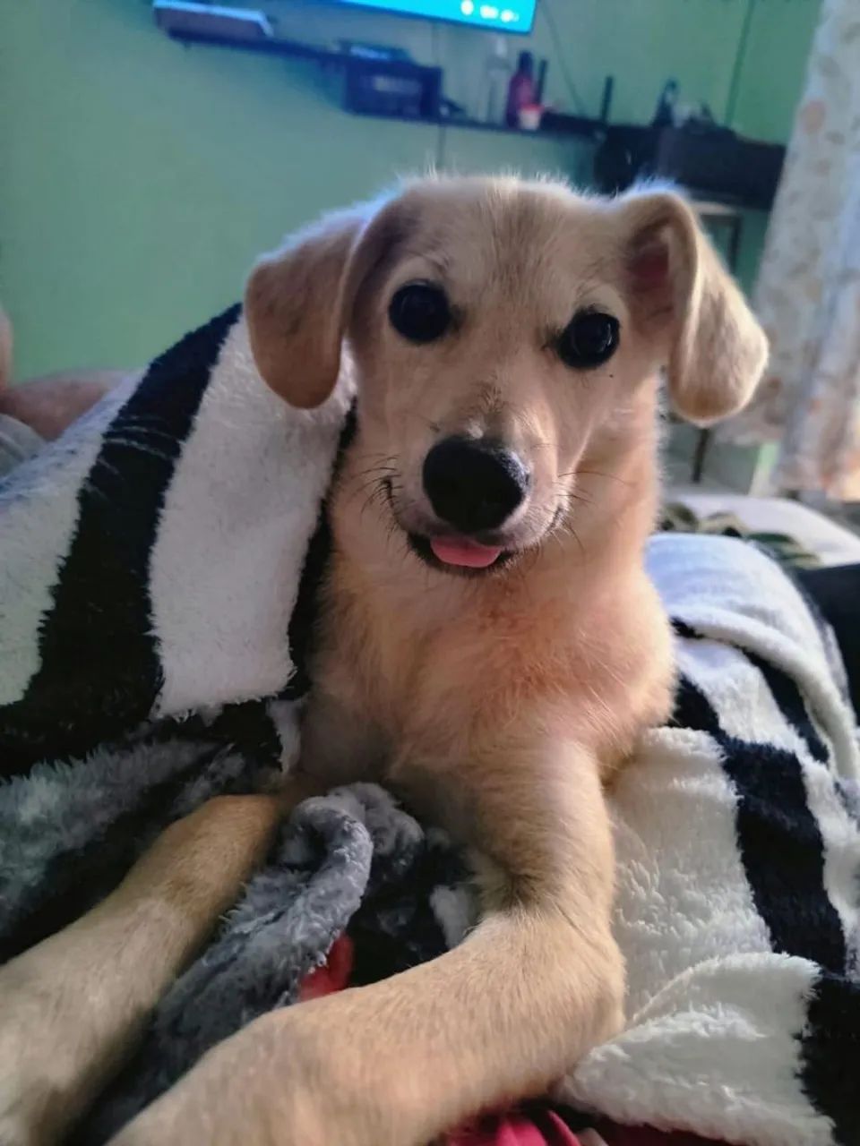 Animais  - Foto 3