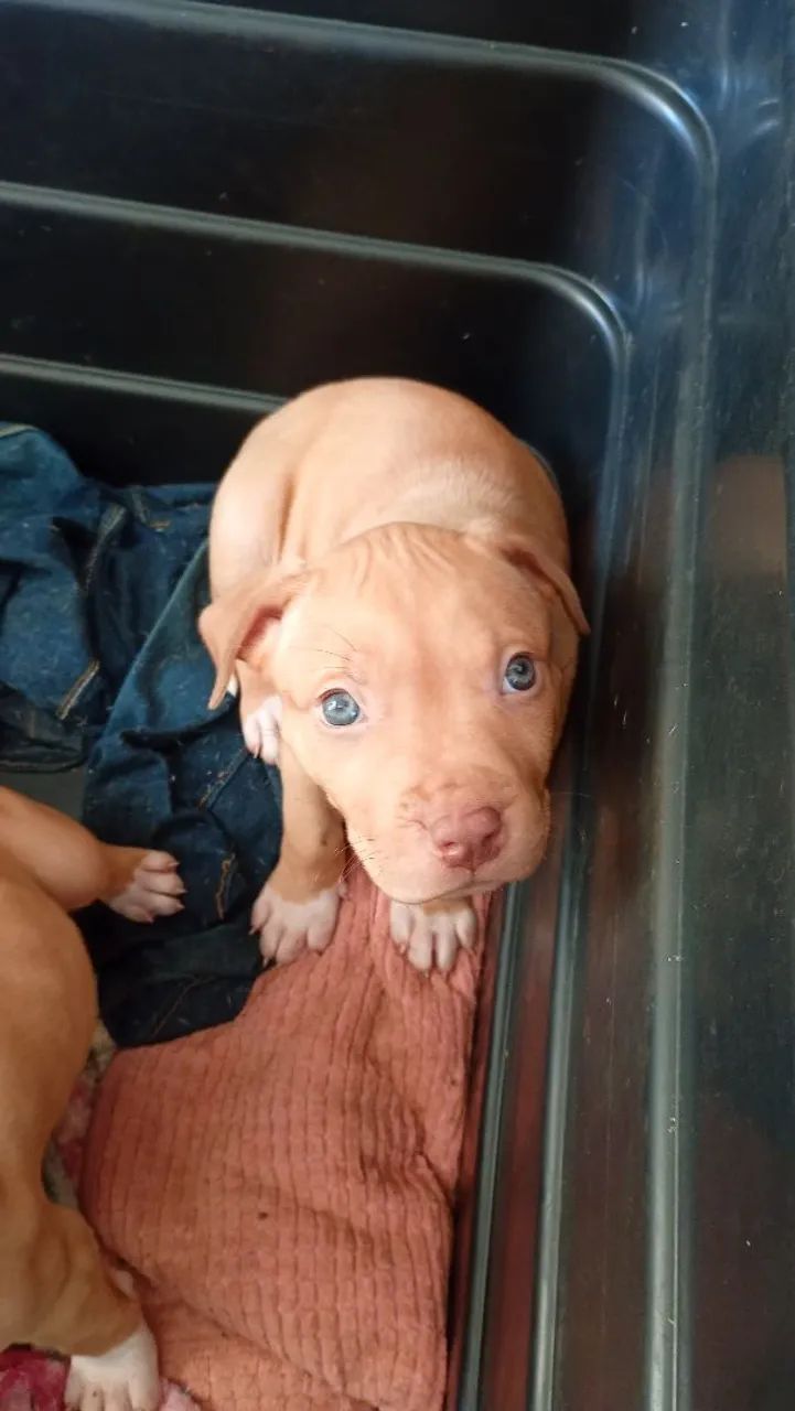 disponíveis filhotes pitibull  - Foto 4