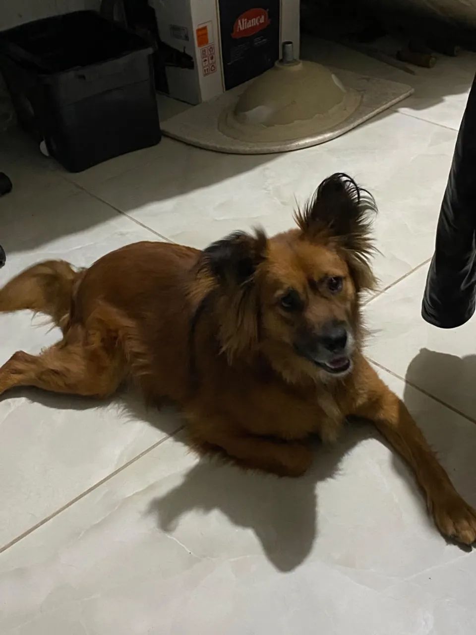 CACHORRO ENCONTRADO - Foto 2