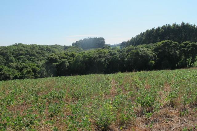 Área imperdível R$100.000,00 o alq. de planta/R$50.000,00 bosque e rio - Foto 14