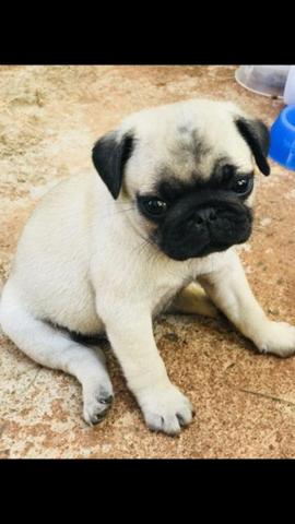 Pug filhote fêmea