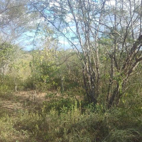 Fazenda em Itaberaba, 78 tarefas, 344 mil metros2 - Foto 5