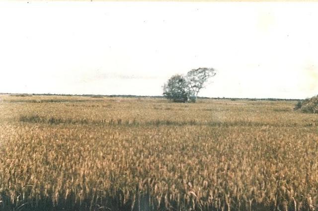 Fazenda em Mato Grosso divisa com Goias com 10.257 hectares - Foto 12