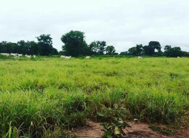 Fazenda em Livramento há 44 km Cuiabá com piscina, muito pasto, represas e lago - Foto 7