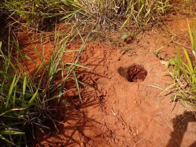 Fazenda em Rosário Oeste com 784 Hectares - Foto 7