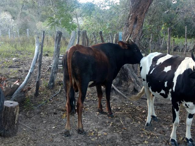 Vendo touro Jersey ou troco - Foto 3
