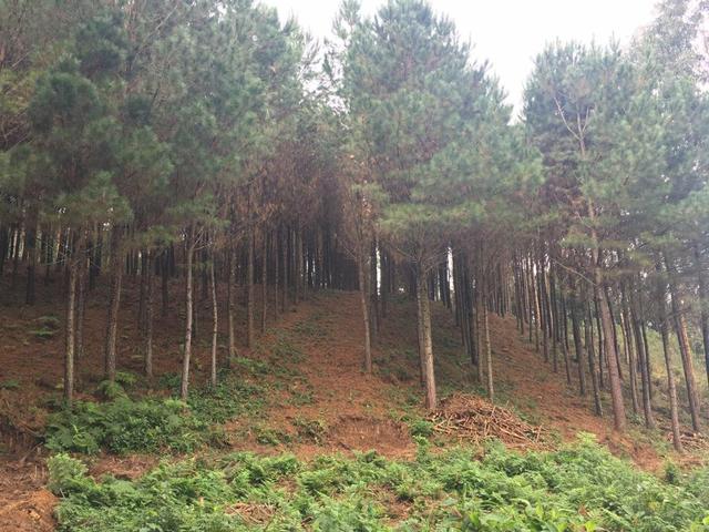Terreno em são José dos Pinhais - Foto 4
