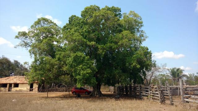 Fazenda em José de Freitas-PI - Foto 12