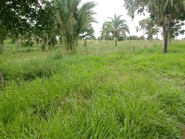 Fazenda para Pecuária com 333 hectares - Foto 8