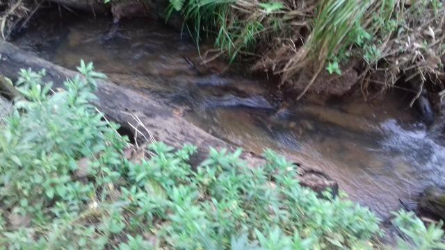 Venda