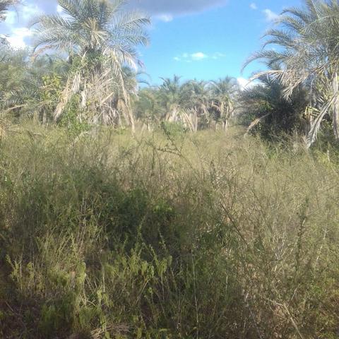 Fazenda em Itaberaba, 78 tarefas, 344 mil metros2 - Foto 2