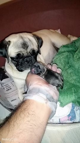 Filhotes de Pug - Foto 4