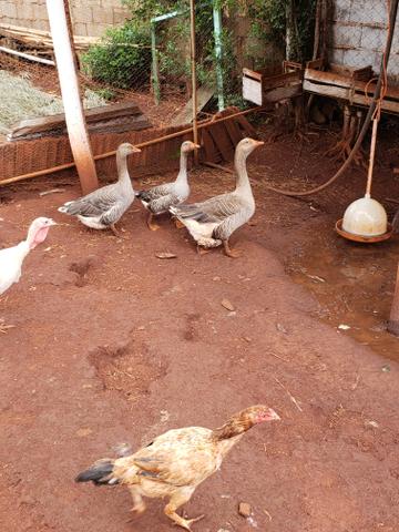 Gansos - Foto 3