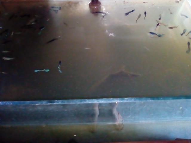 Vendo aquario - Foto 2