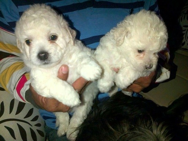 Presentei quem vc ama com os mine poodle Toy  - Foto 2