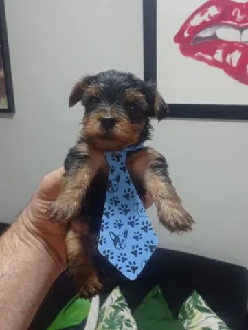 York Shire Terrier Macho  - Foto 5