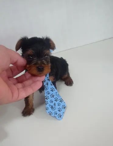 York Shire Terrier Macho 