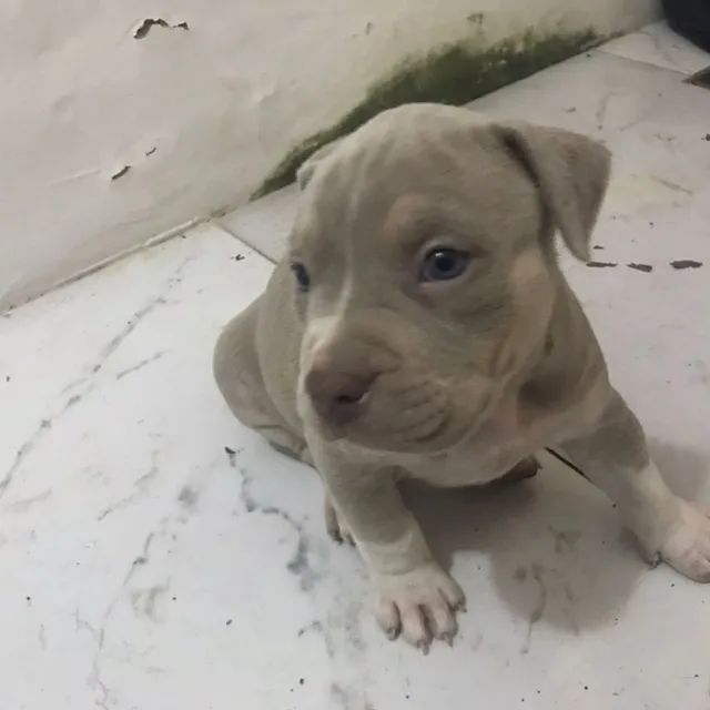 Filhote de American Bully pocket Merlin 3500 machos Cachorros e