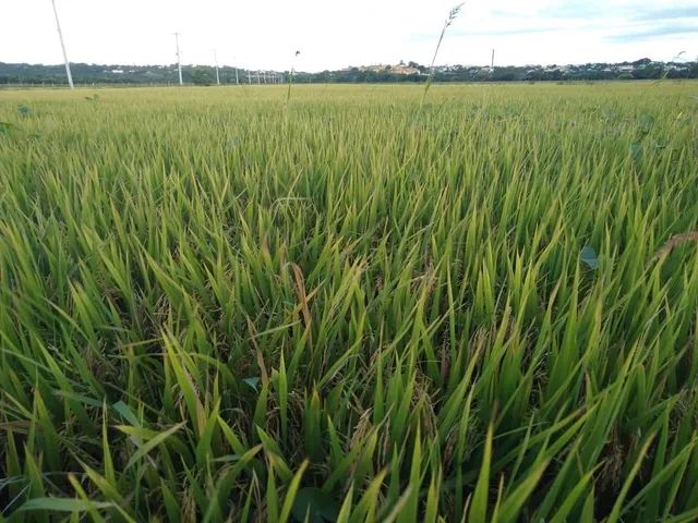Fazenda de arroz com água Própria EXCLUSIVA  - Foto 2