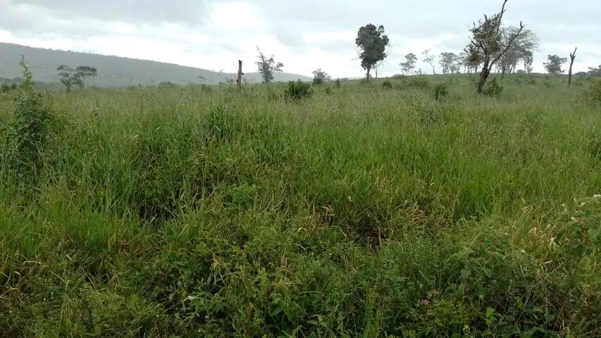FAZENDA EM CRAVOLÂNDIA - 307 HECTARES - Foto 4