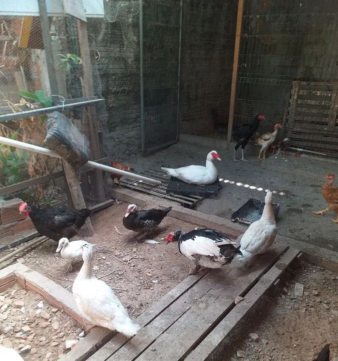 Patos e patas paysandu - Foto 4