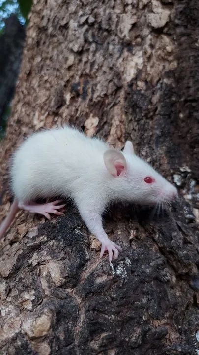 Twister Standard  - Foto 3