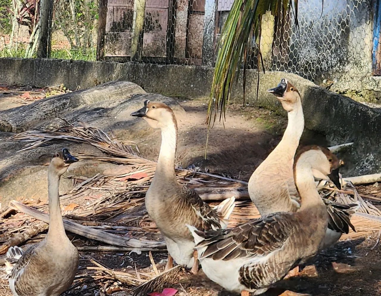 Ganso Africano puro  - Foto 5